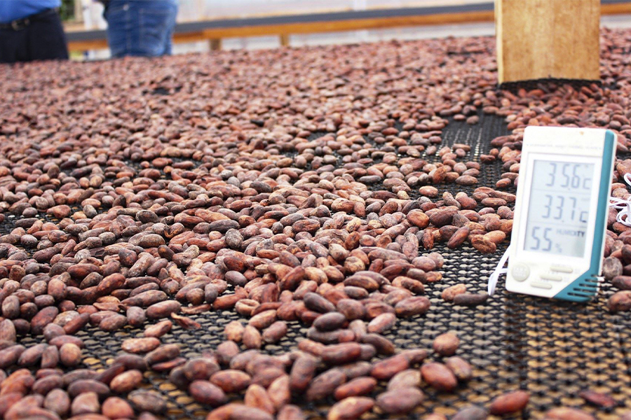 Expo Amazónica 2023: Ucayali exportará 380 toneladas de cacao a Italia